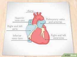 You might also be interested in. How To Draw A Human Heart With Pictures Wikihow