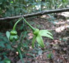 Image result for isolona lebrunii