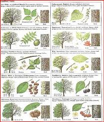 Bookcase Bookshelf Wooden Decorative Design Special Process Etsy Tree Identification Trees To Plant Leaf Identification