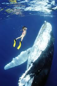 I Would Die Whale Underwater World Ocean