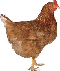 Image result for comet hen