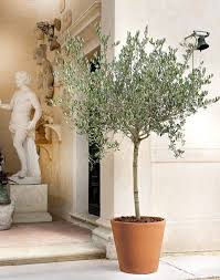 Red Clay Flowerpot Made In Italy Real Terracotta Clay Garden Pot Garden Plant Pots Flower Pots Large Terracotta Planters