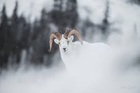 A Dall S Sheep Ram In The Winter Sheep Face Sheep Winter Wonder