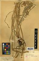 Image result for Cyperus fischerianus