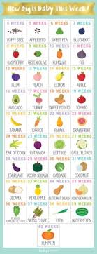 22 Extraordinary Pregnancy Week Size Chart