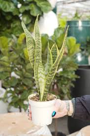 Image result for Uvaria laurentii