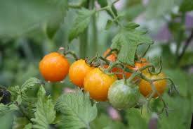 Maybe you would like to learn more about one of these? How To Grow Tomatoes In Pots And Tips For Beginners Beadnova