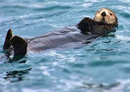 23 Otters Just Doing Their Thing Otters Arctic Animals Animals