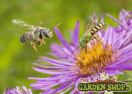 Plants that attract bees, butterflies, & beneficial insects. Best Plants For Bees See Our List Of Best Plants To Attract Pollinators