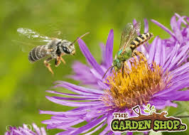 Plants that attract bees, butterflies, & beneficial insects. Best Plants For Bees See Our List Of Best Plants To Attract Pollinators