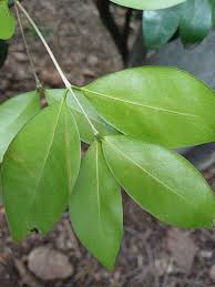 Image result for Chionanthus foveolatus