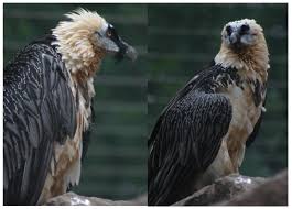 Ochre Bathing of the Bearded Vulture: A Bio-Mimetic Model for Early Humans  towards Smell Prevention and Health