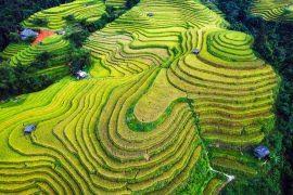 Image result for Stathmostelma pauciflorum