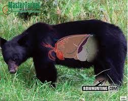 Black Bear Shot Placement Archery The Best Shot Placement For Black Bear Bear Hunting Black Bear Hunting Black Bear