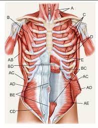Muscles of the torso, as well as muscles in the arms or legs, can give the impression of a thin or athletic person. Muscles Deep Muscles Of Anterior Torso Flashcards Quizlet