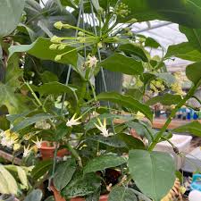 Image result for hoya multiflora