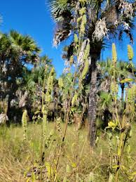 Image result for Cantinoa americana