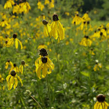 Image result for Cineraria pinnata