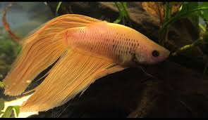 Betta S Face Turning Golden And White Is Something Wrong My Aquarium Club
