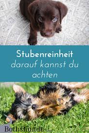 Topfchentraining Fur Den Hund So Klappt Die Stubenreinheit Hunde Welpen Erziehung Hunde Hunde Erziehen