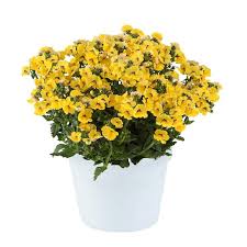 Image result for Nemesia