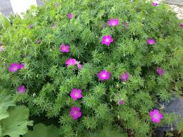 Wild Geranium Cranesbill Garten Ideen Garten Idee