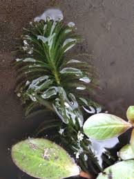 Image result for Lagarosiphon muscoides