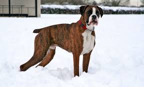 13 Brilliant Brindle Dog Breeds Striped Colors Lookin Good Boxer Dogs Brindle Brindle Boxer Puppies Boxer Puppies