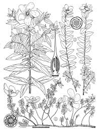 Image result for Hypericum quartinianum