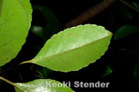 Image result for Elaeodendron orientale
