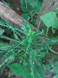 Image result for Phyllanthus muellerianus