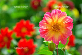 夏の主役ダリアの花 写真素材 6000490 フォトライブラリー