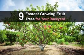 Apple trees, lemon trees, peach trees, plum trees and some species of avocado trees. 9 Fruit Trees That Grow Fast