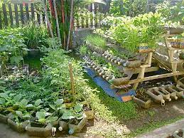 Solution For The Hunger Problem Food Production At Home Jojo Rom Muneer Hinay Willem Van Cotthem Preppers Garden Container Gardening Vegetables Container Gardening
