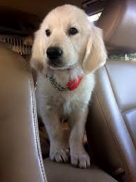 Kopek Dunyasi Adli Kullanicinin Golden Retriever Panosundaki Pin 2020