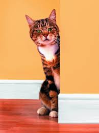 It is one of the hardest odours to get rid of. Getting Rid Of Cat Urine Odors Thriftyfun