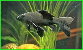 Pin Di Aquarium