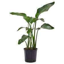 Image result for Strelitzia