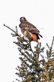 Birds Of Prey Northern Michigan Red Tailed Hawk Common Birds Red Tailed Hawk Birds Of Prey