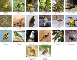 Identification Small Birds Of South Africa South African Bird Species In 2020 South African Birds Bird Species African