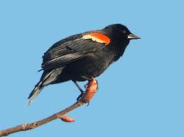 The largest of parrots in florida and on this list, this massive bird is entirely blue on the upper parts and golden yellow beneath. Backyard Bird Identification Blackbirds Cardinal Starling Crows