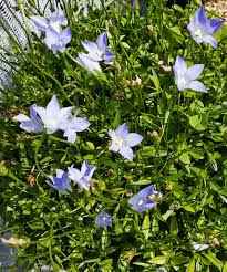 Image result for Wahlenbergia