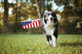 Dogs and Fireworks: Tips to Keep Dogs Safe on 4th of July - Tractive