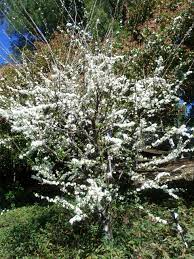 Shiro Plum Tree In Bloom Plum Tree Plants Bloom