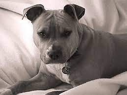 pitbull images pitbull resimleri kopek resimleri pitbulls american pitbull terrier pitbull terrier