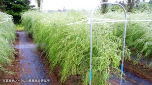 Green Web 数井崇弘さん 恵庭市