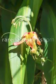 Image result for Euphorbia mossambicensis