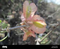 Image result for Phaeoptilum spinosum