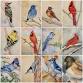 Watercolor Birds