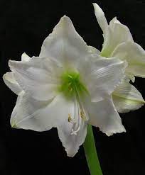 Photo Amaryllis Wedding Dance Amaryllis Flowers Bulb Flowers Amaryllis